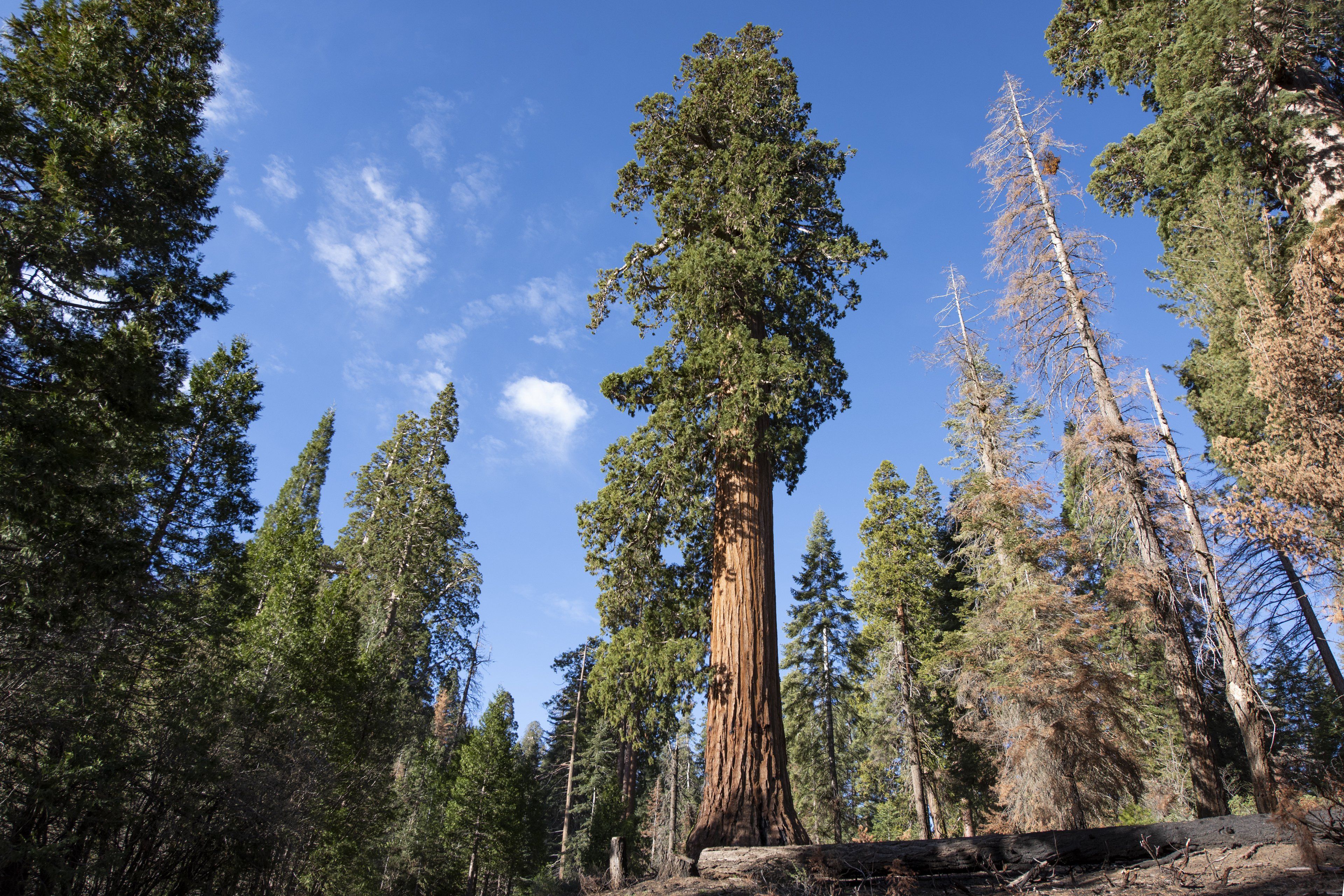 Sequoia njb