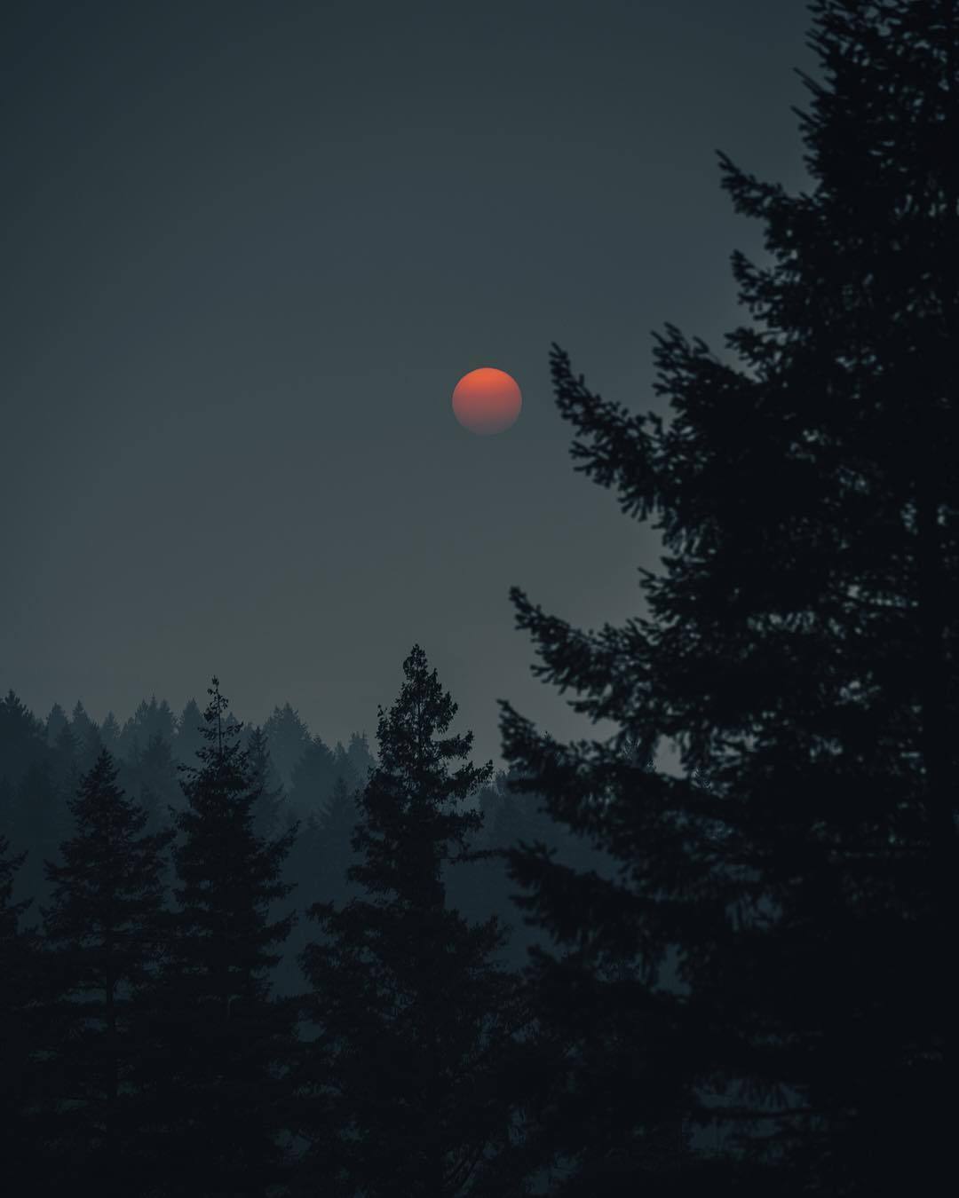 Луна над лесом