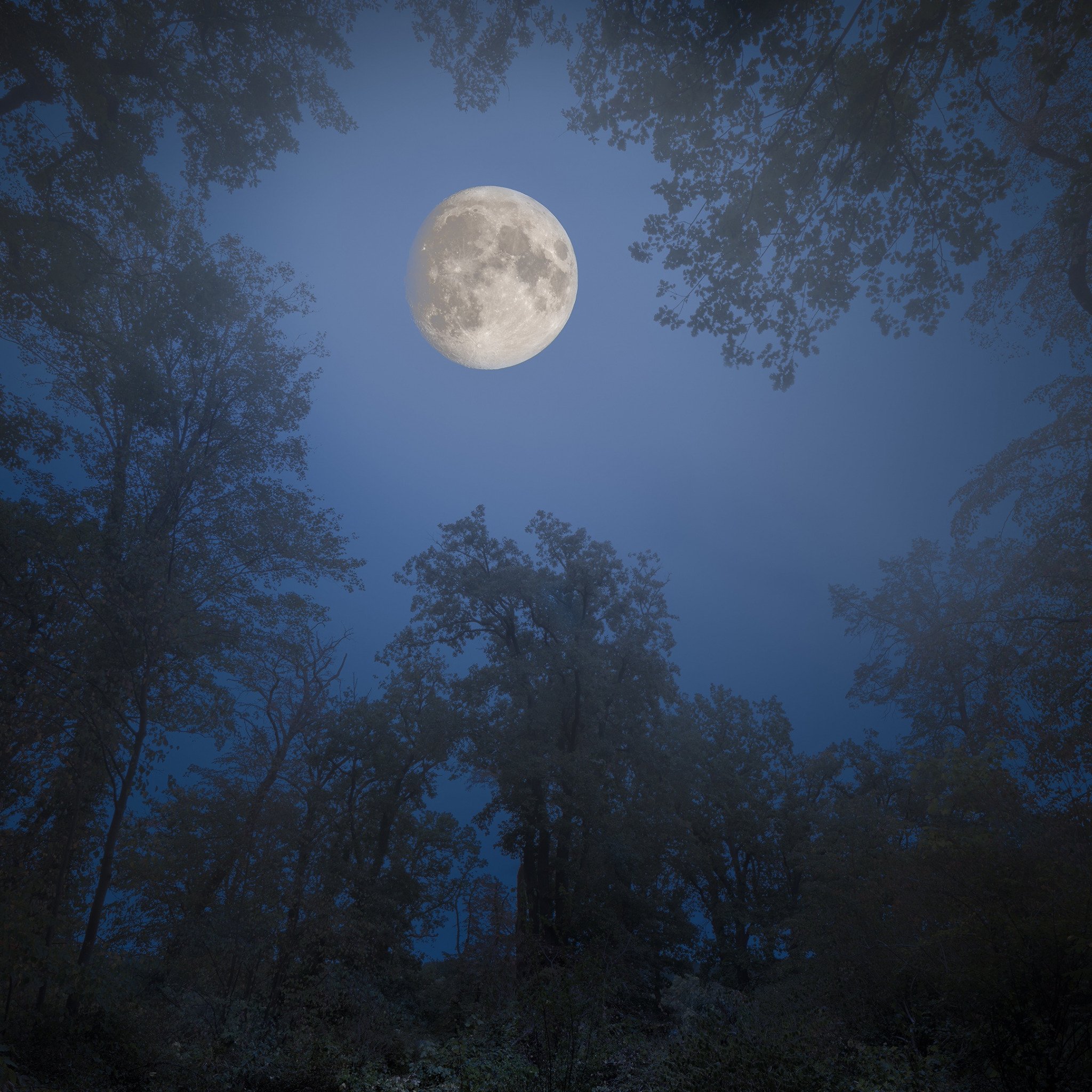 Ночь лес Луна