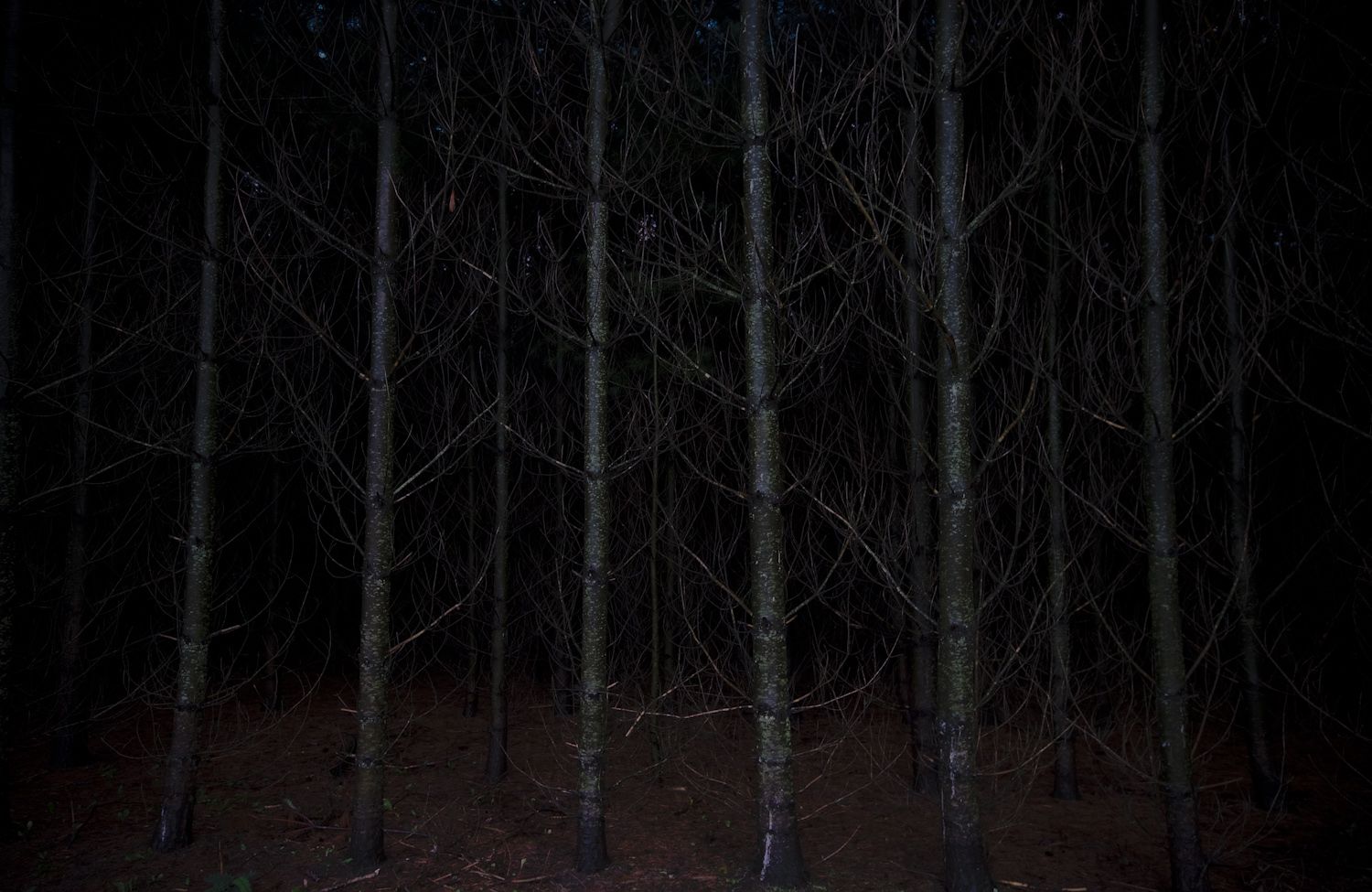 Ночью в лесу страшно