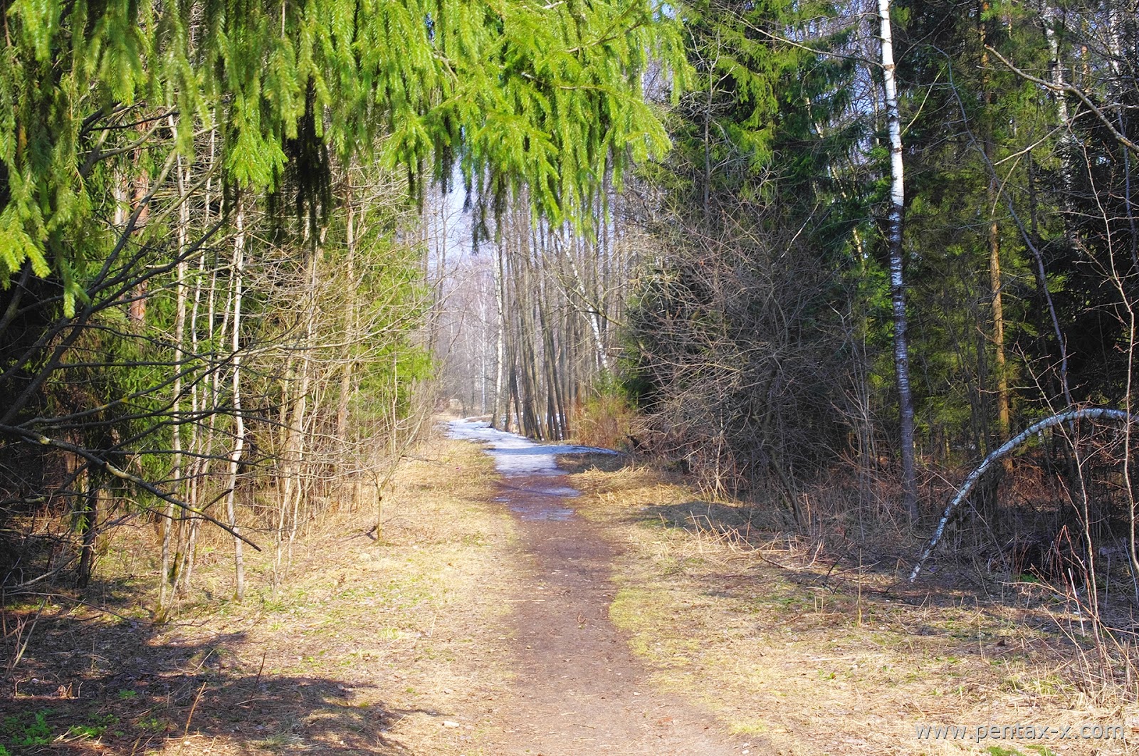 Фото апрельского леса