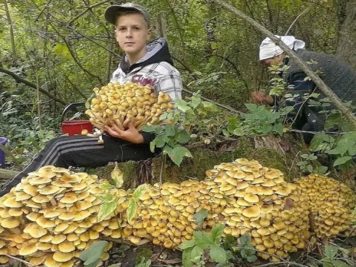 Огромная куча грибов