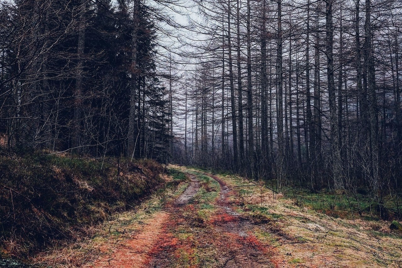 Скандинавия лес Шварцвальд
