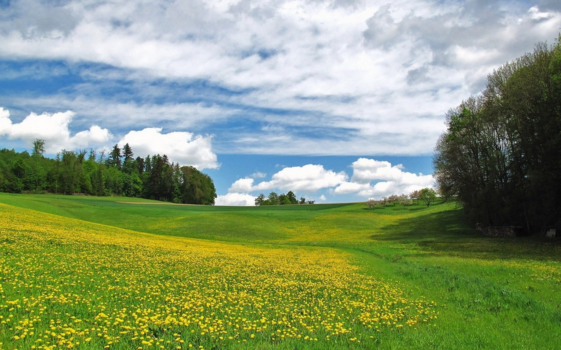 Красота луга картинки