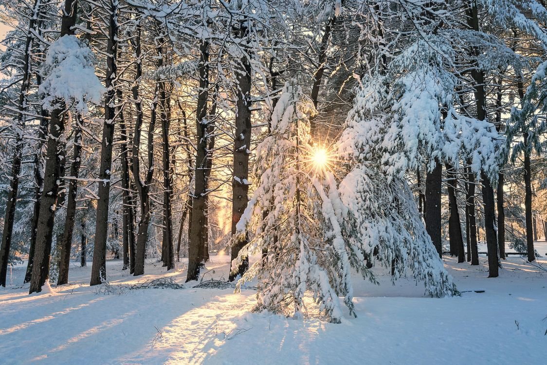 Фото Зимой В Лесу