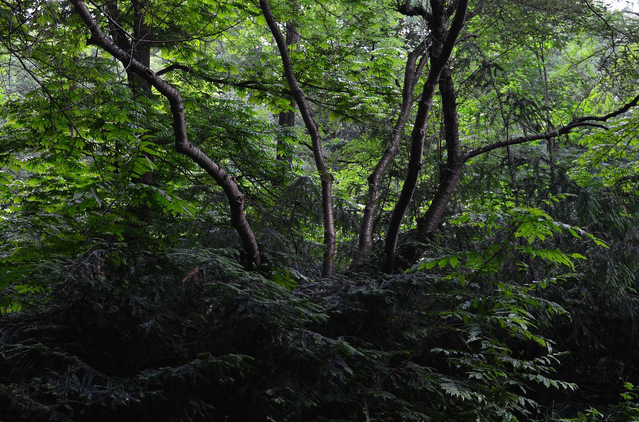 Густой кустарник в лесу