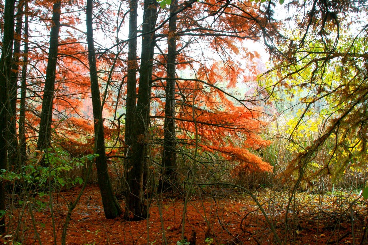 Рыжие осенние леса