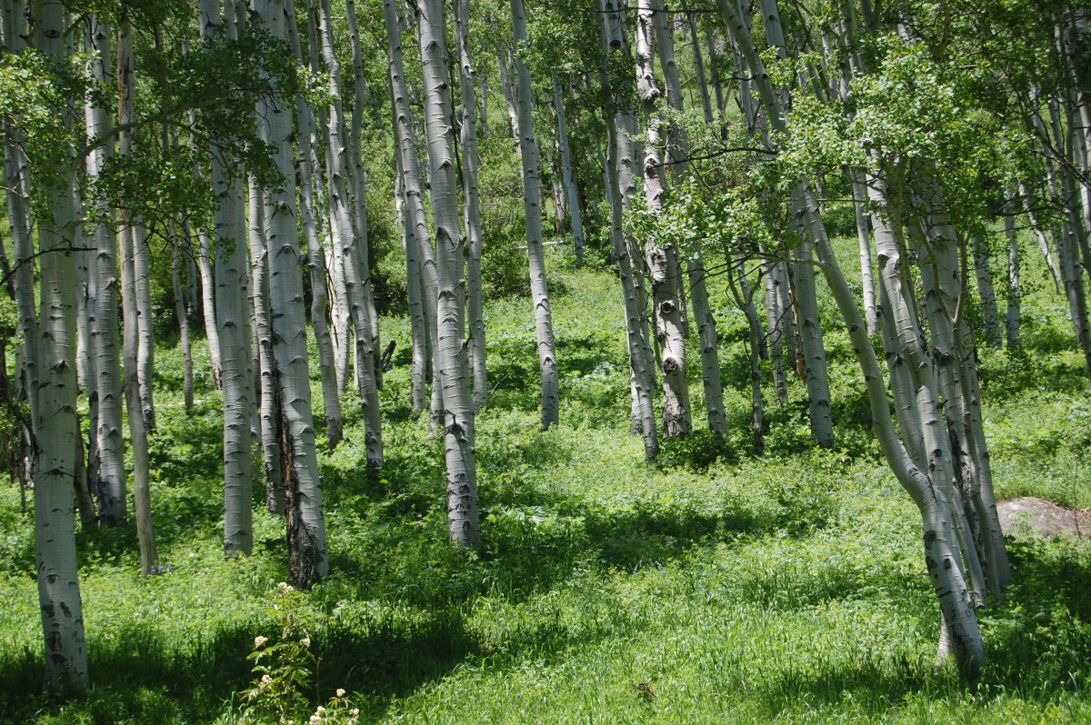 Осиновый лес Курск