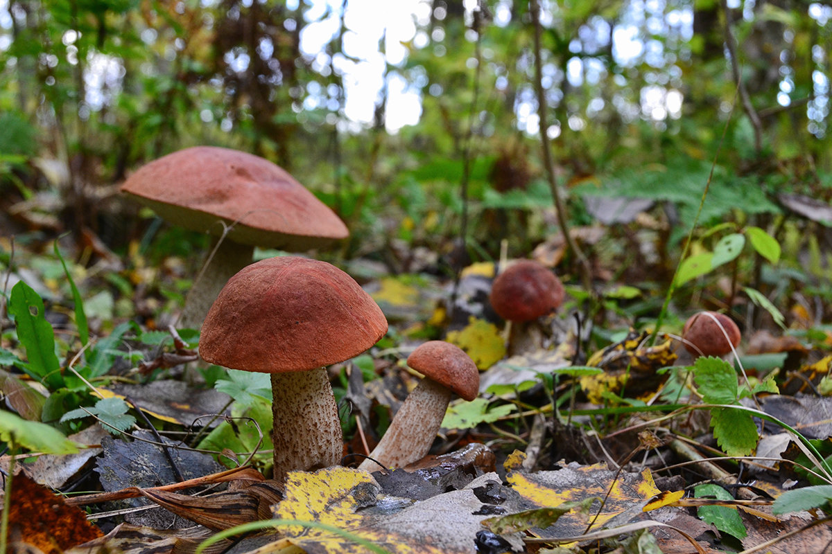 грибы в лесу фотографии