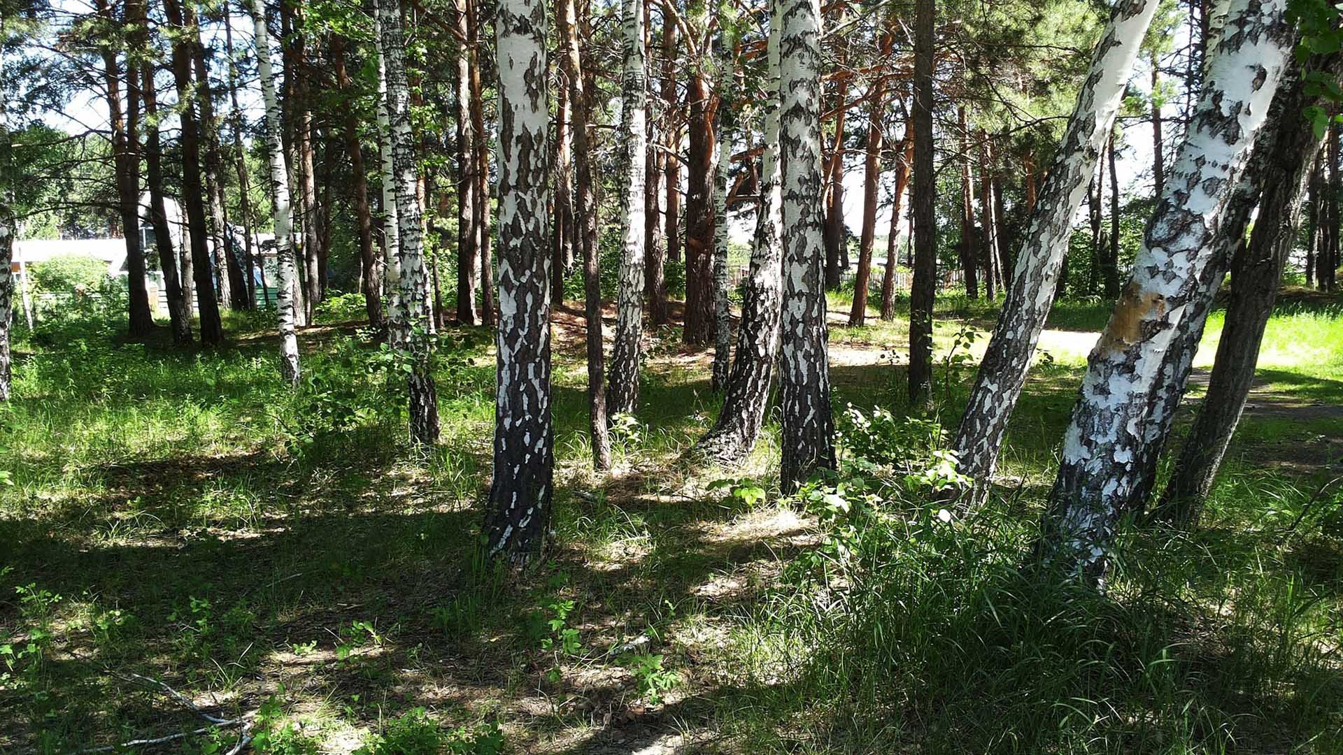 леса тюмени фото