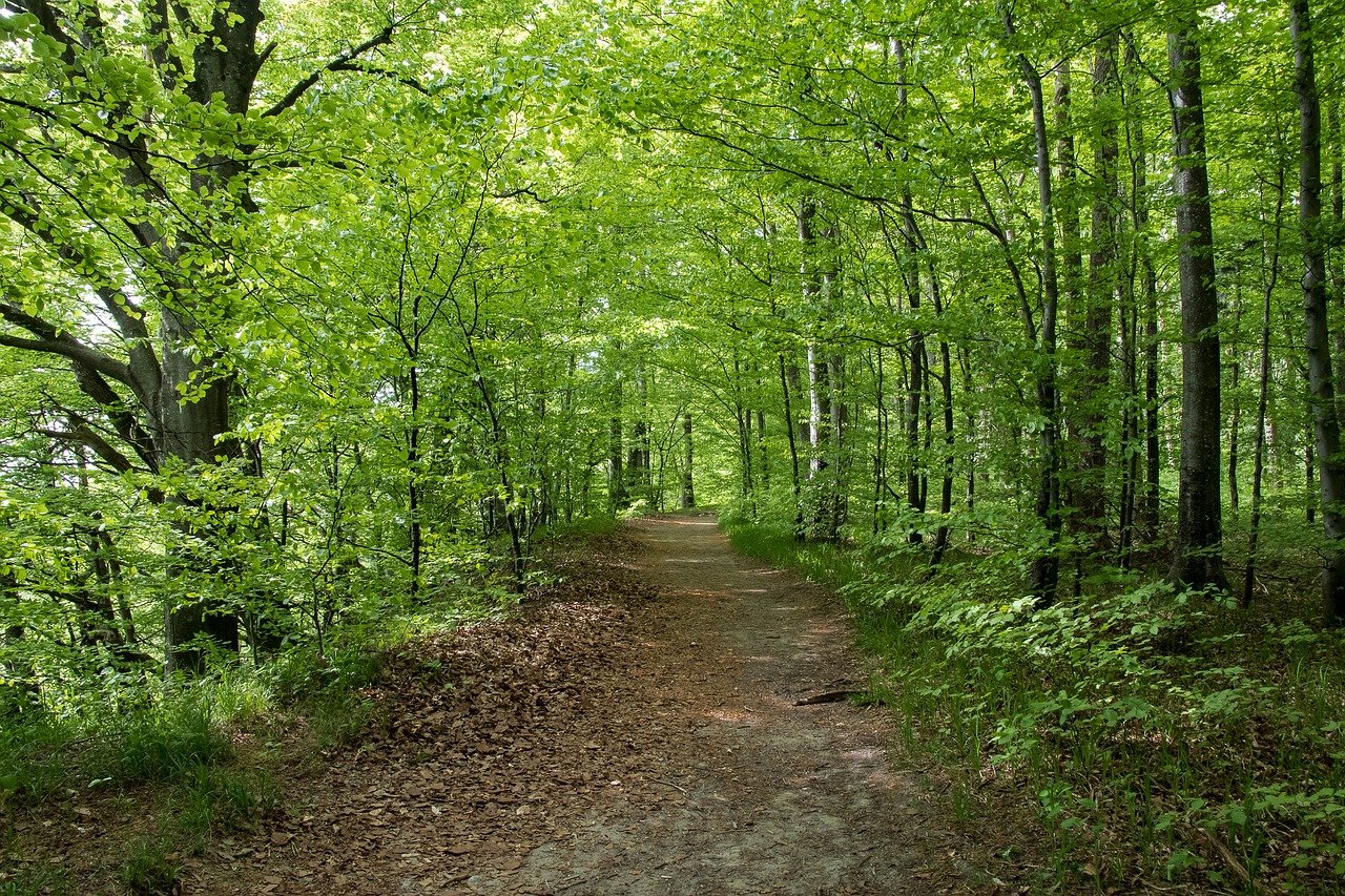 Широколиственный лес Московской области