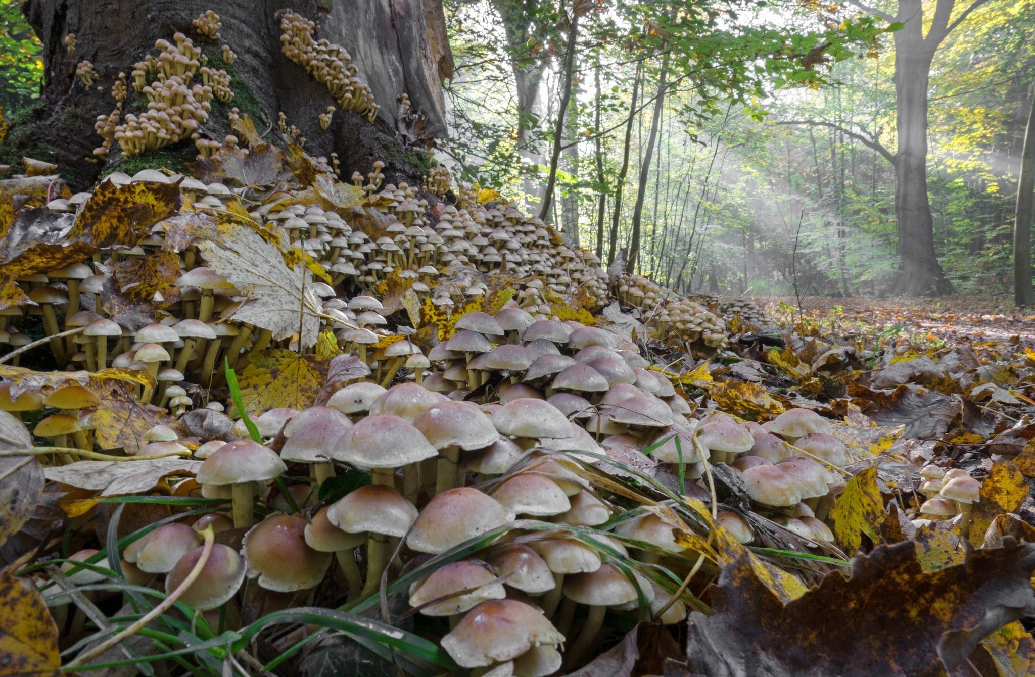 Крымская осень грибной лес