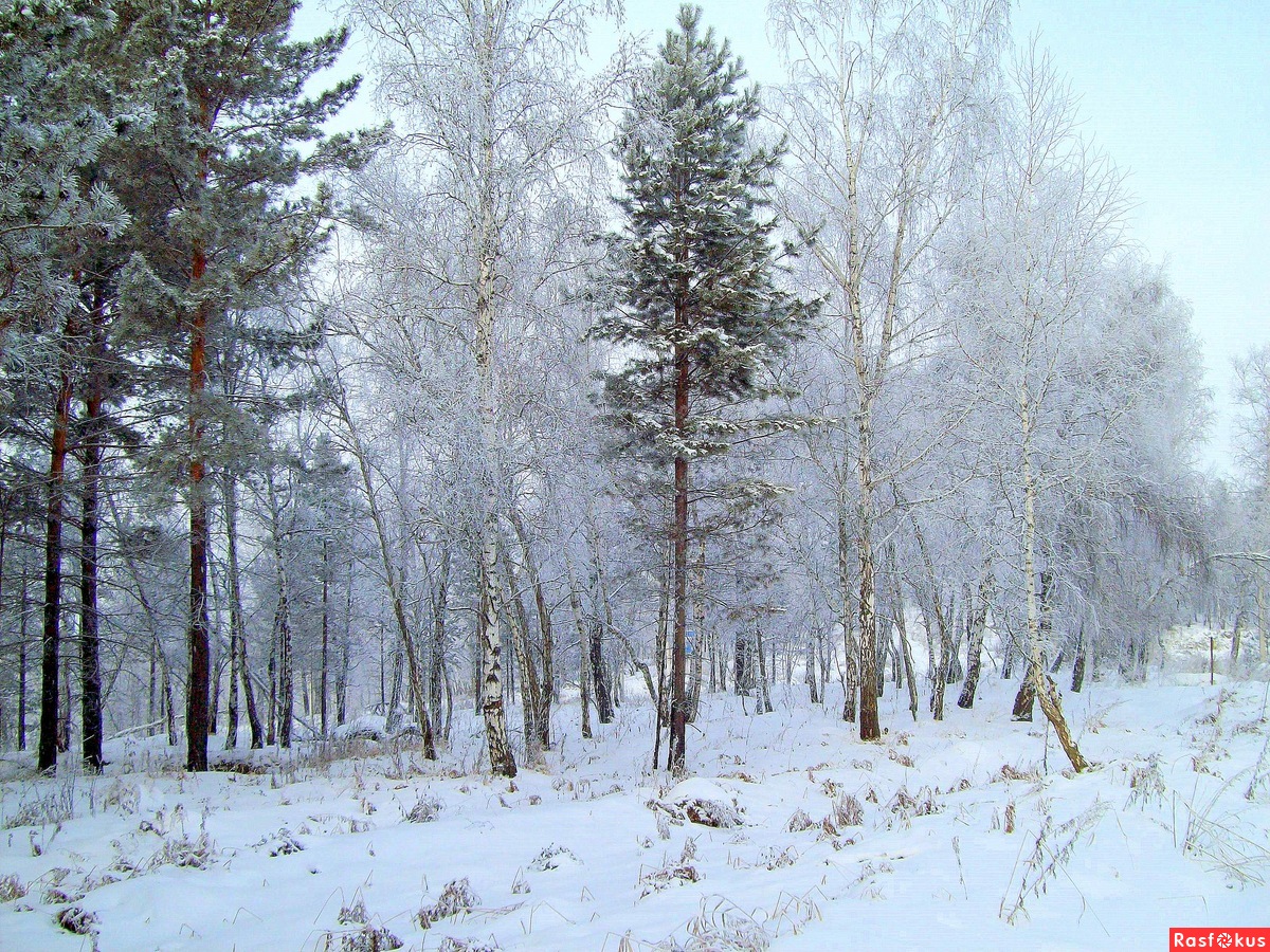 Иркутский лес зимой