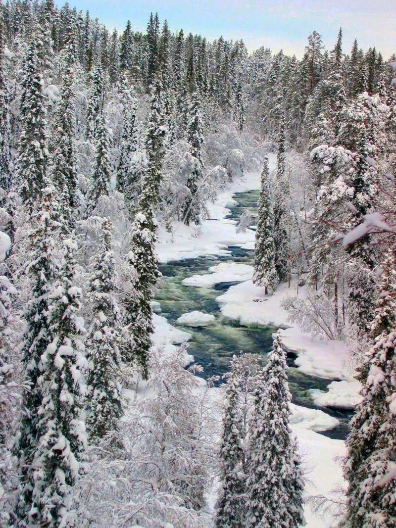 картинки зимней тайги