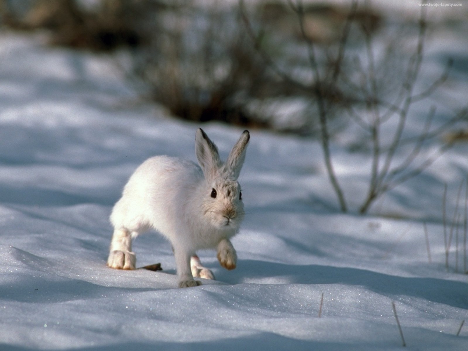 Зимний заяц красивые фото и картинки