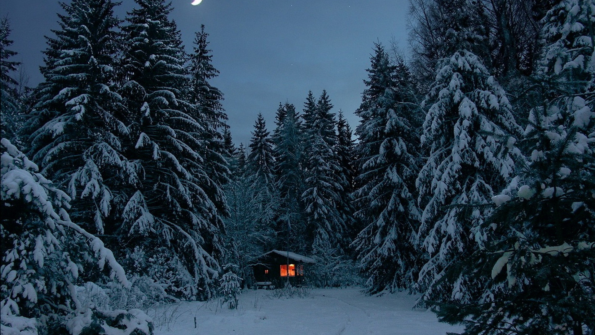 Ночной Зимний Лес Фото