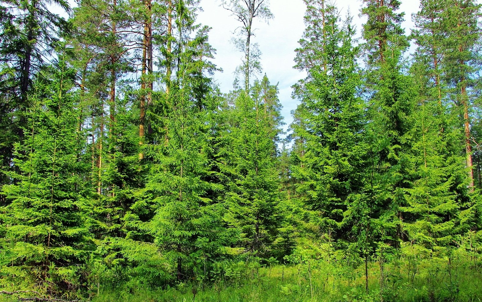 фото елки в лесу летом