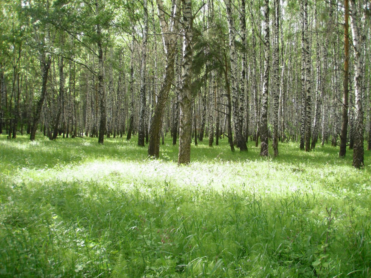 Природа России фото лес
