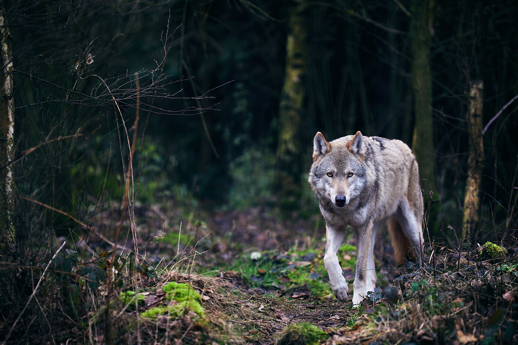 серый волк фото