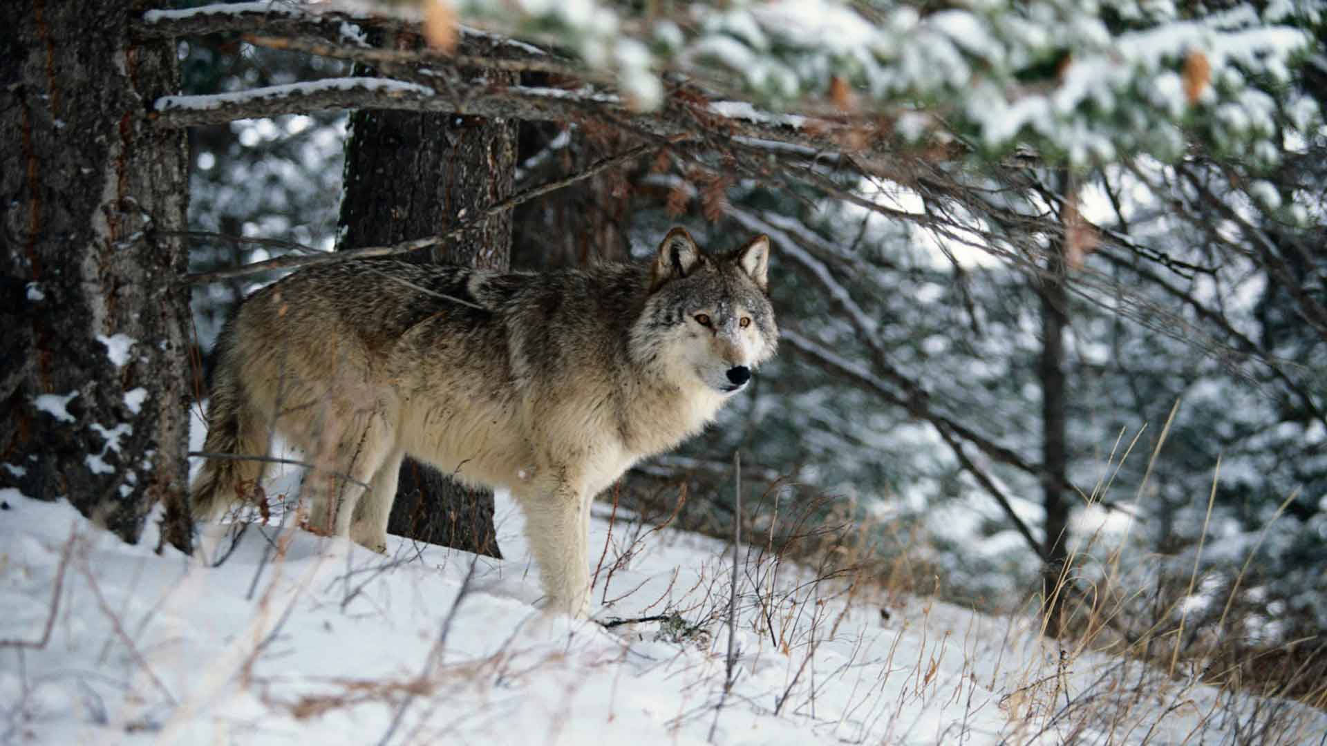 Северо кавказский волк