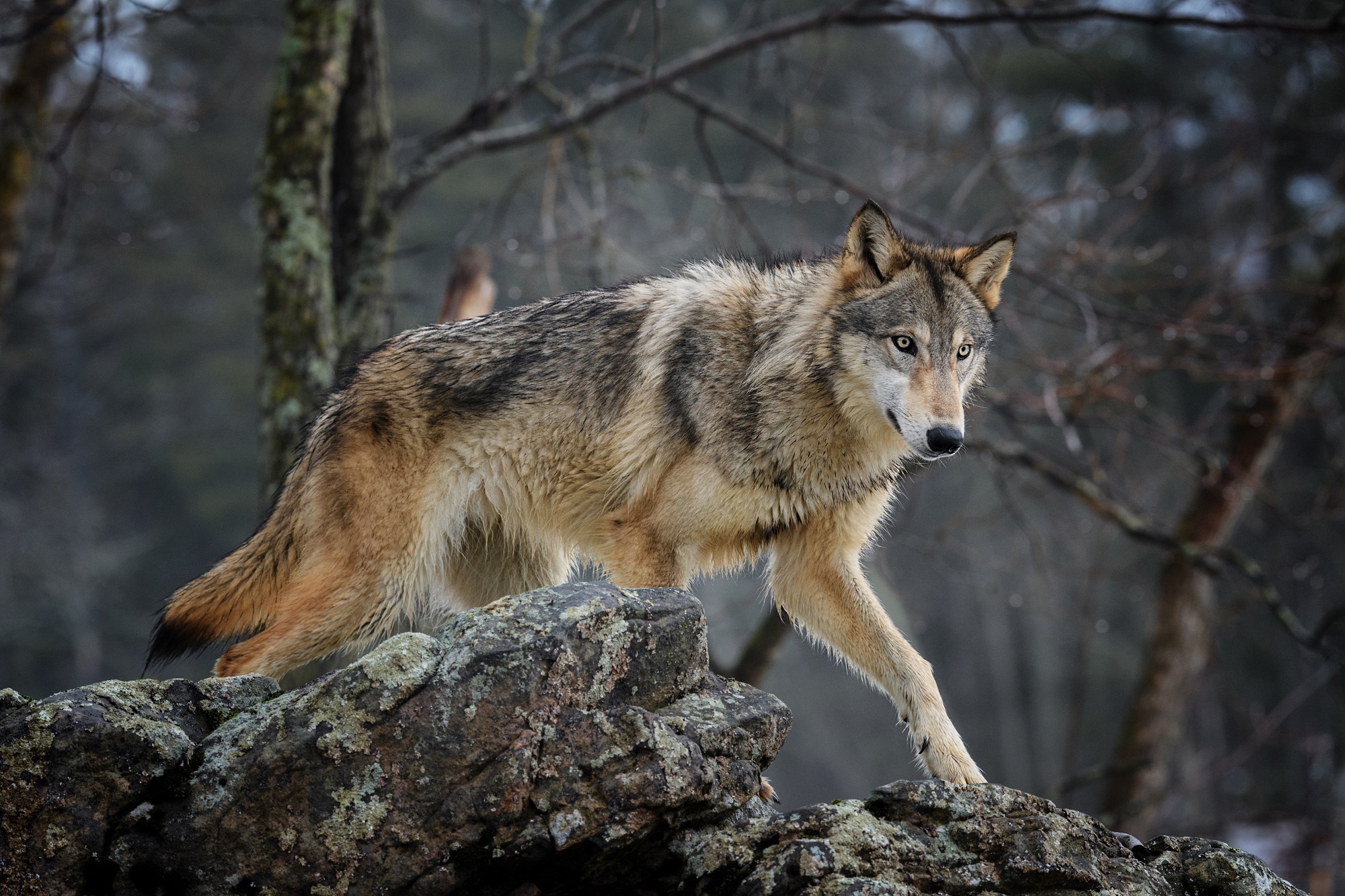 Волк - canis Lupus l.
