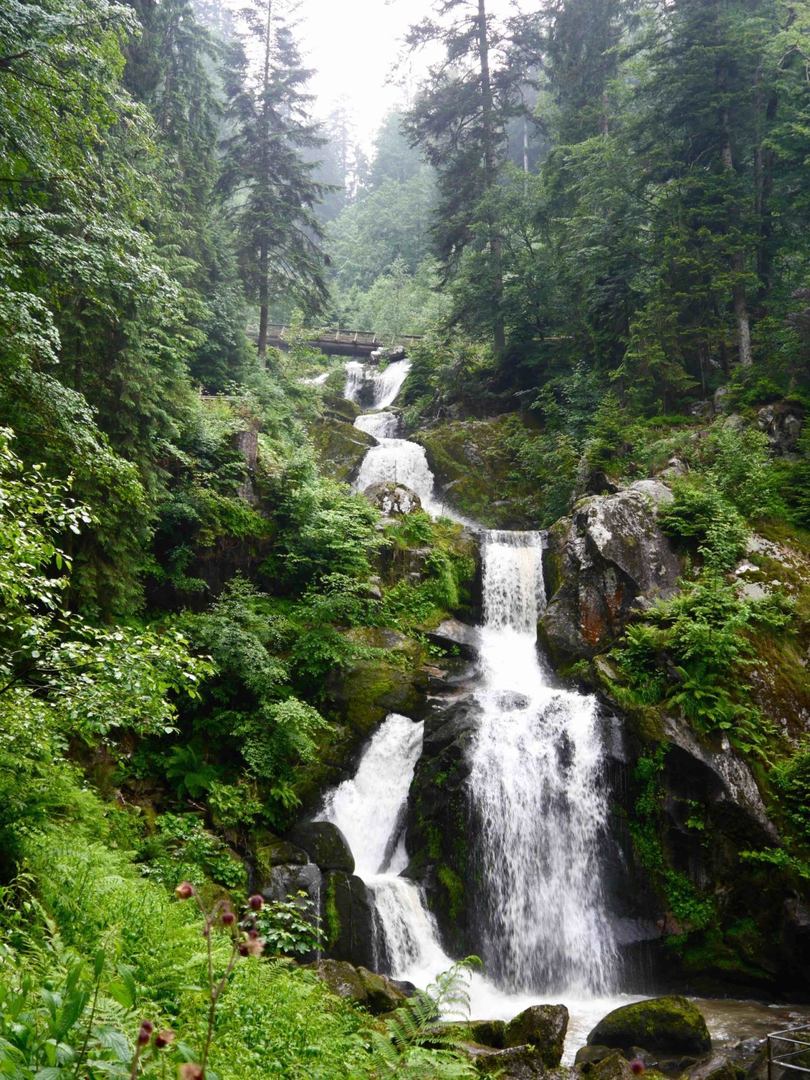 черный лес в германии