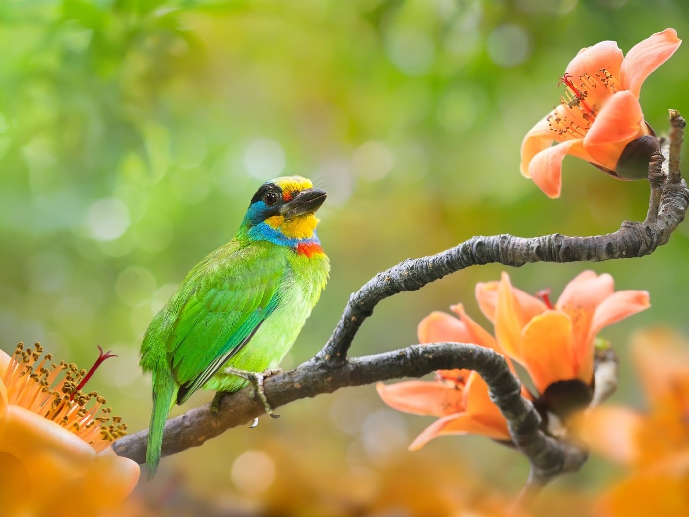 Птицы тропических лесов