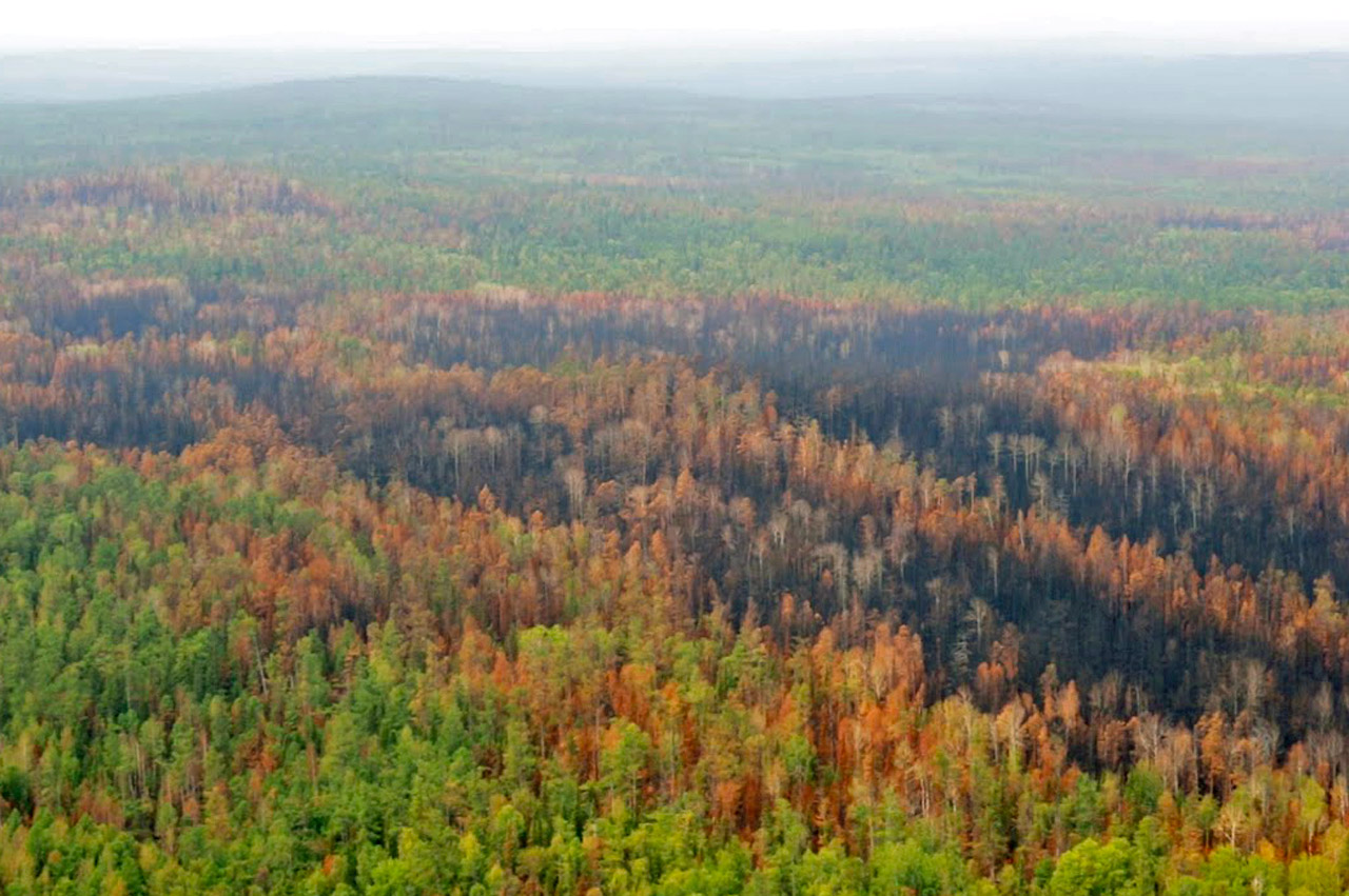 Красноярский край площадь лесов