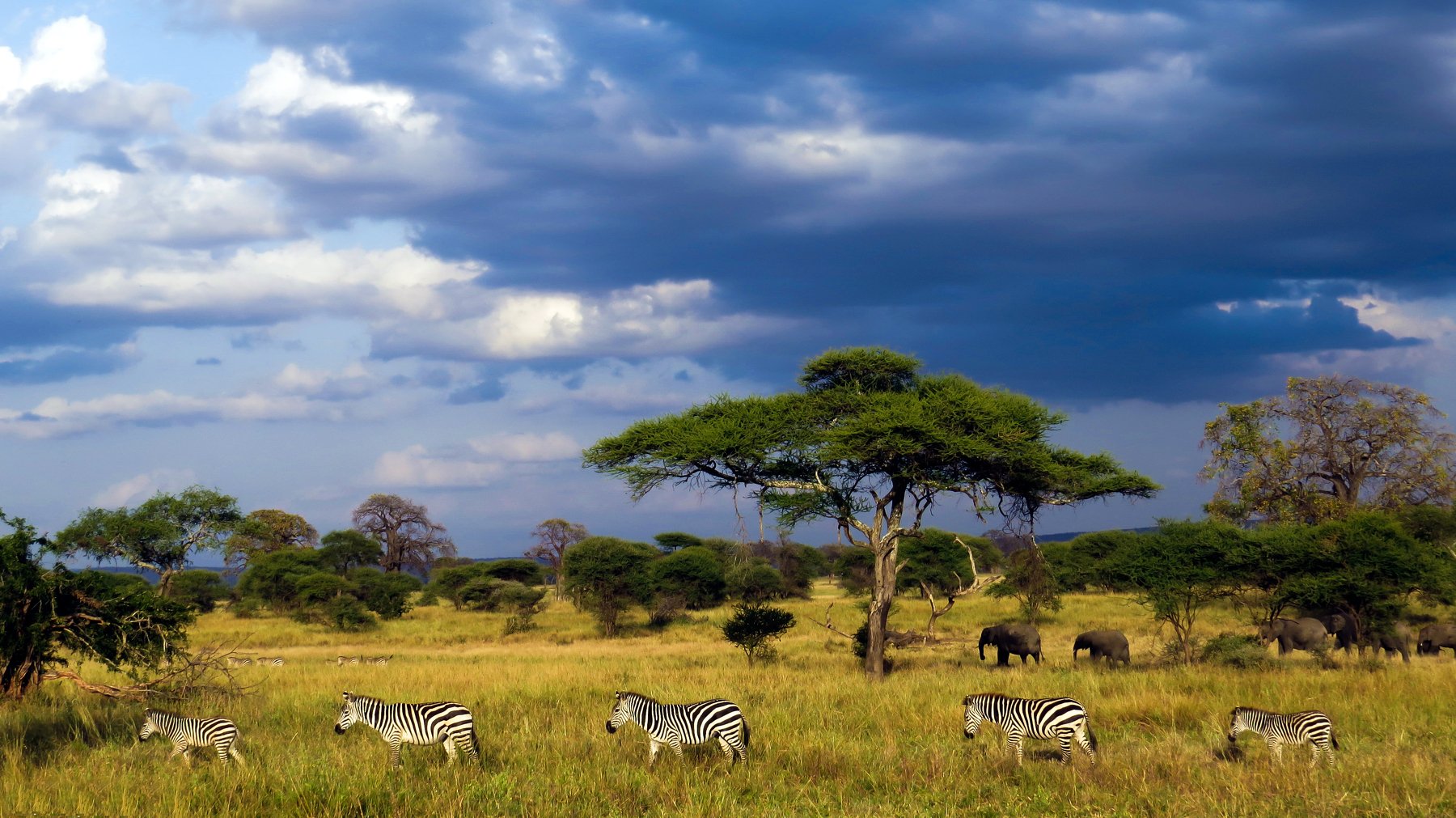 Серенгети Танзания пейзаж