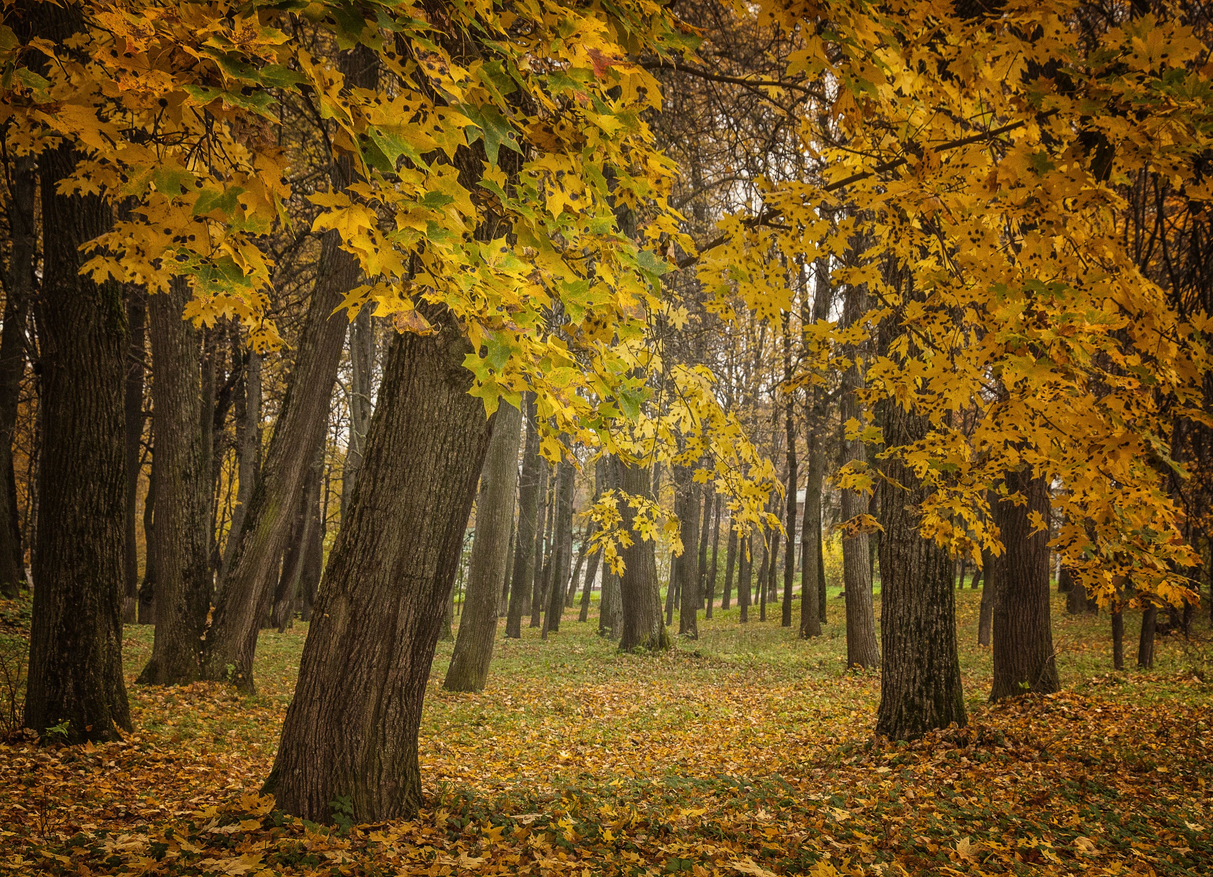 Кленовая роща лес