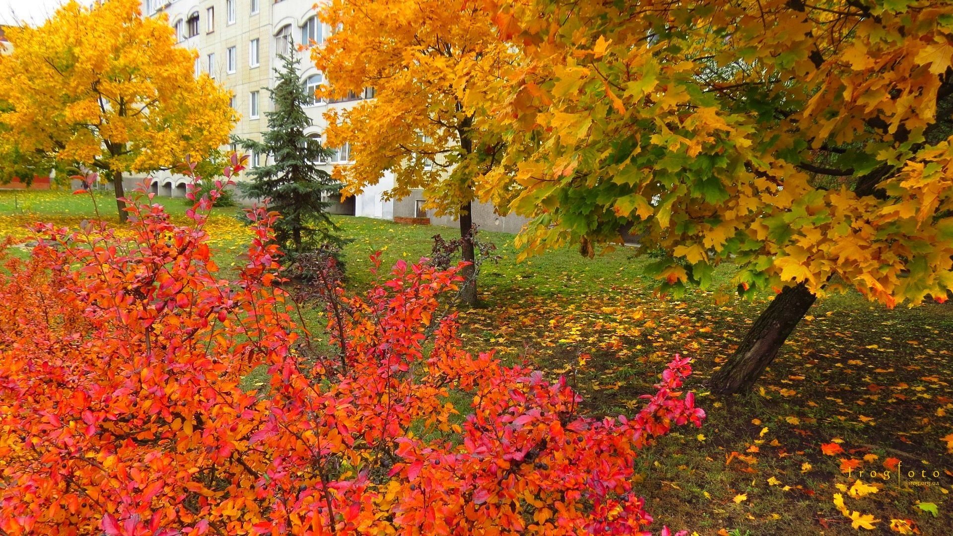 Кленовая роща Челябинск