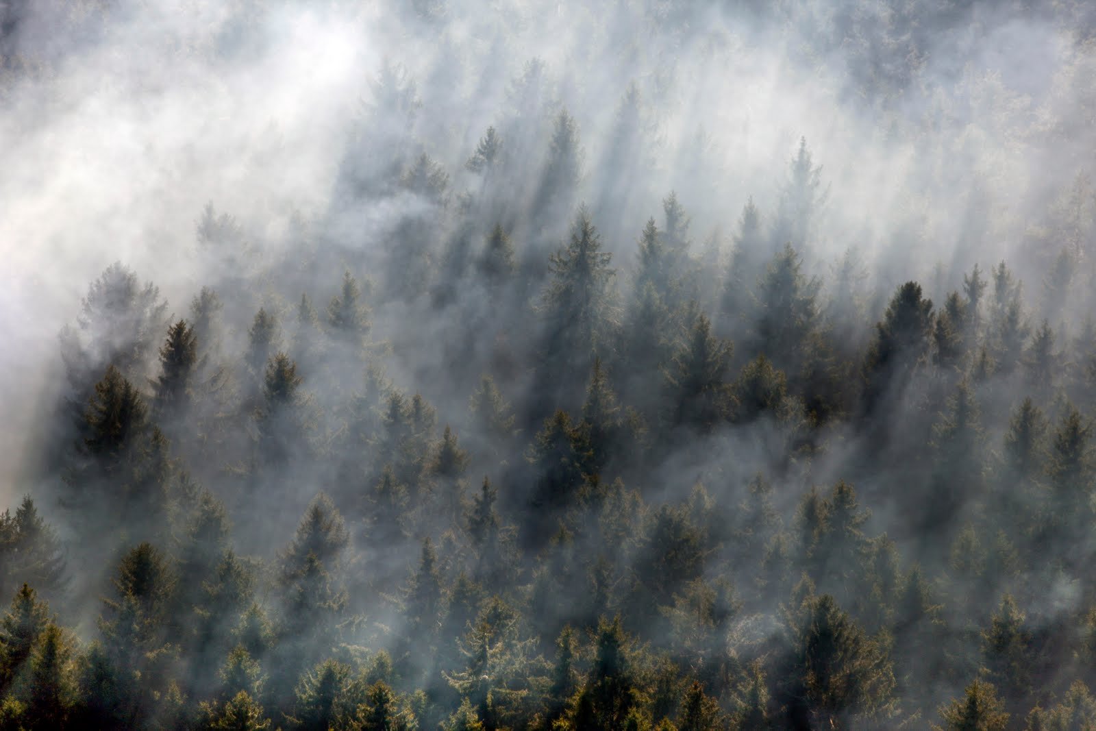 дым в лесу картинки