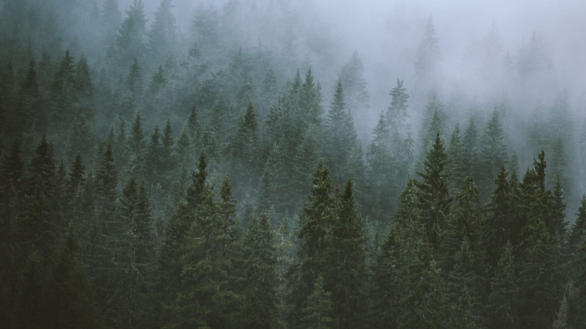 Туманный лес зеленый