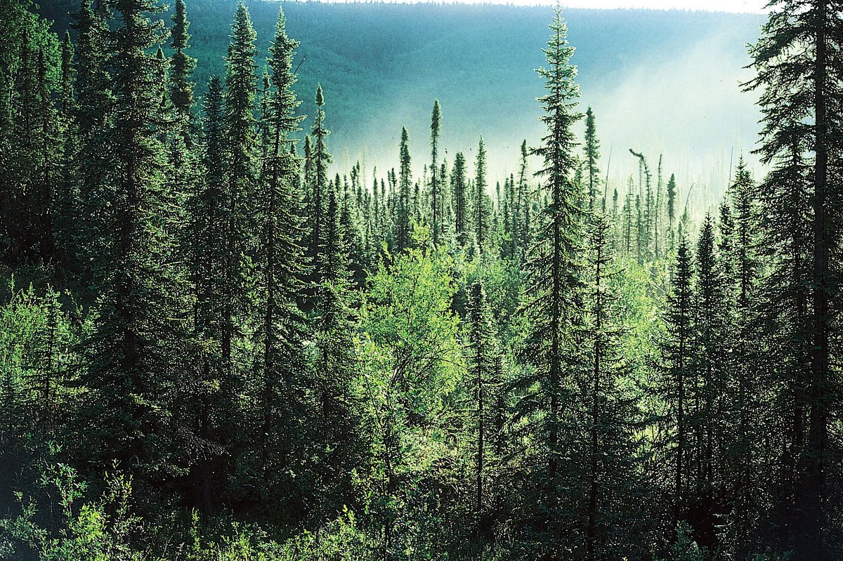 картинки мир леса