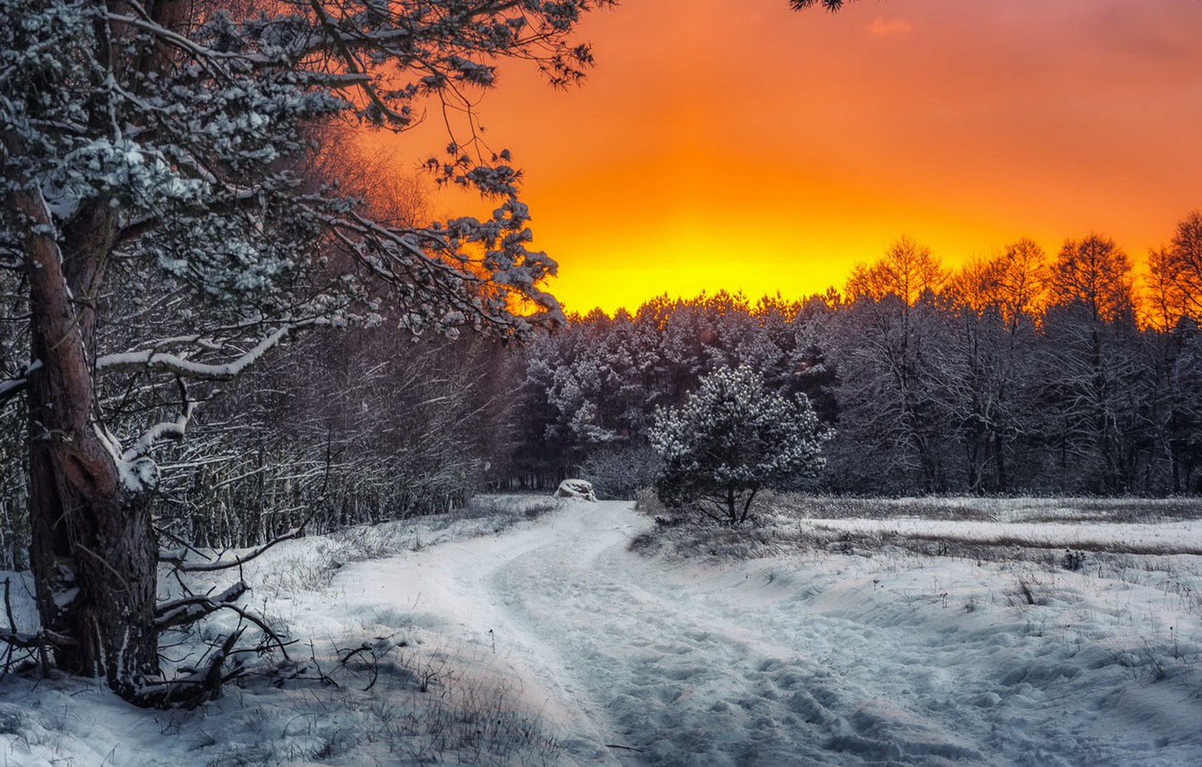 Рассвет в лесу зимой