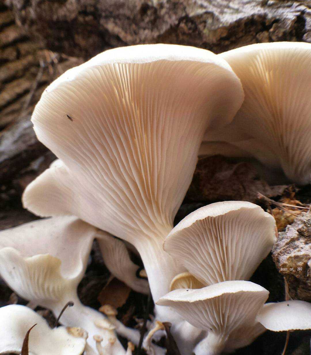 Вешенка обыкновенная гриб