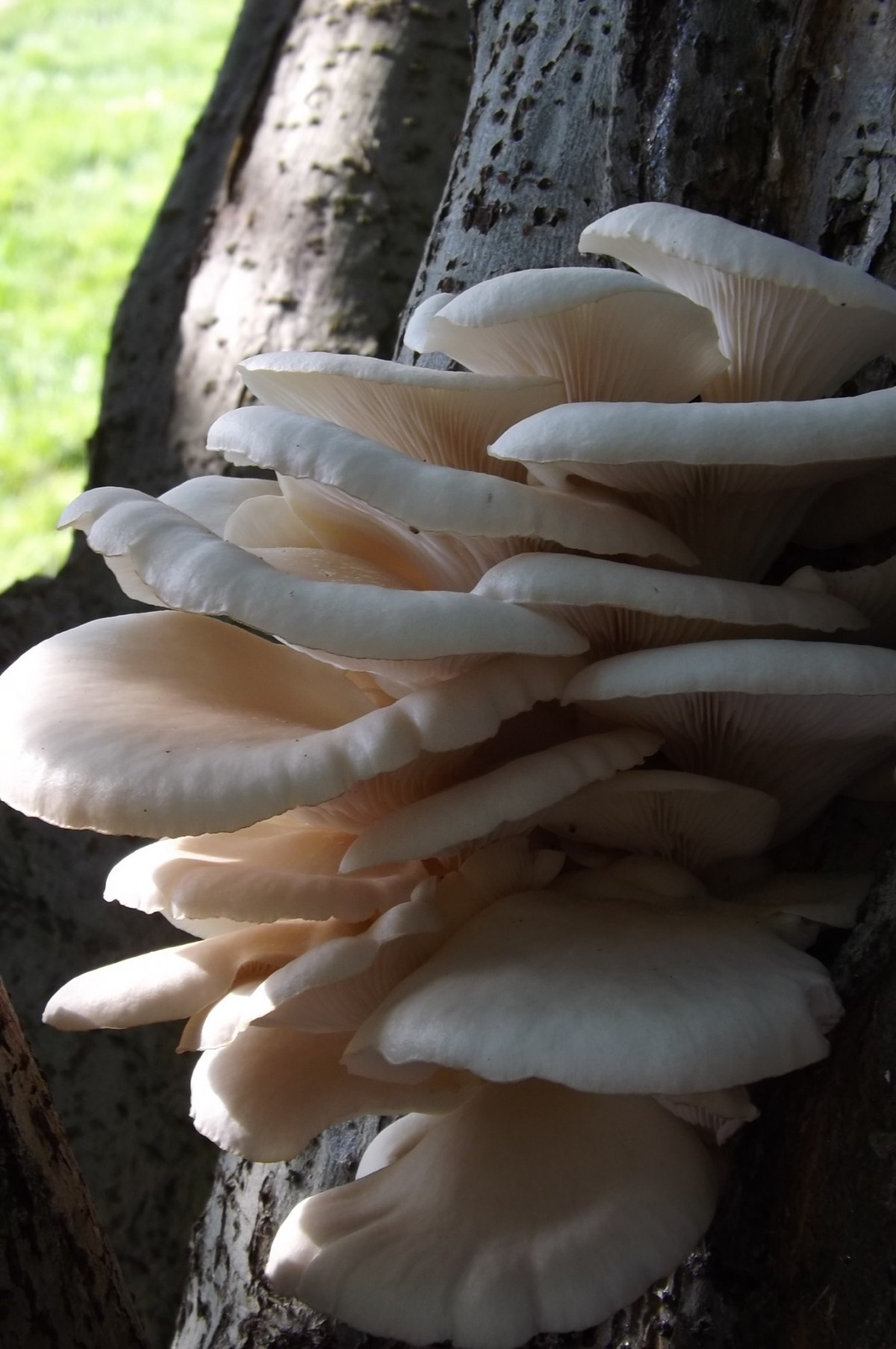 Вёшенка обыкновенная грибы