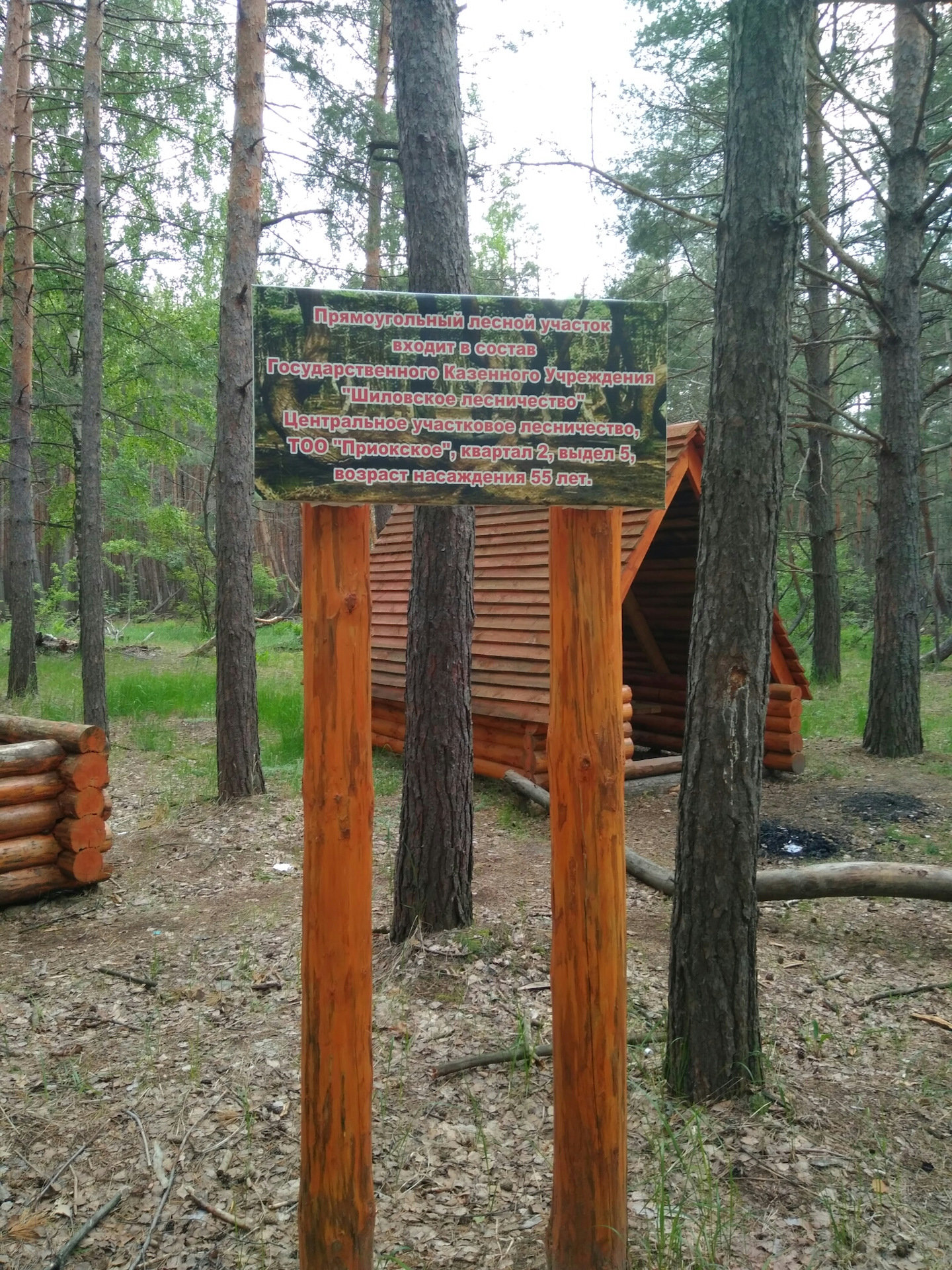 Танцующий лес в Рязанской области Шиловский район