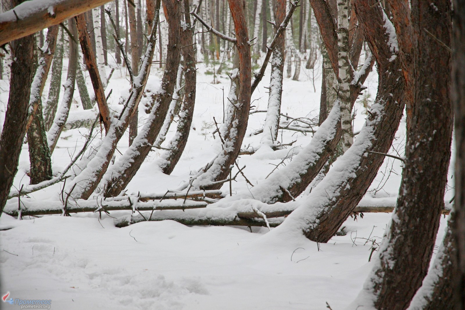 Пьяный лес в Рязанской области зимой