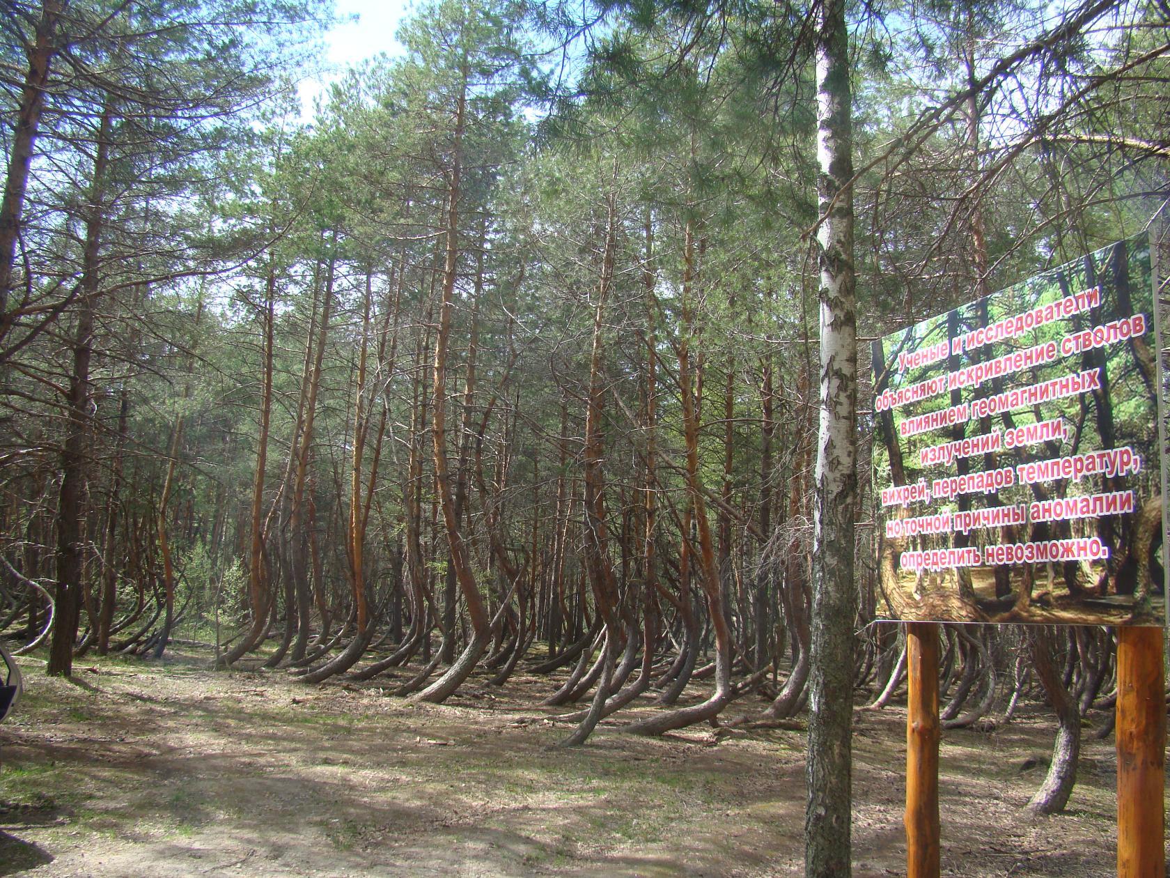 Пьяный лес Нижний Новгород
