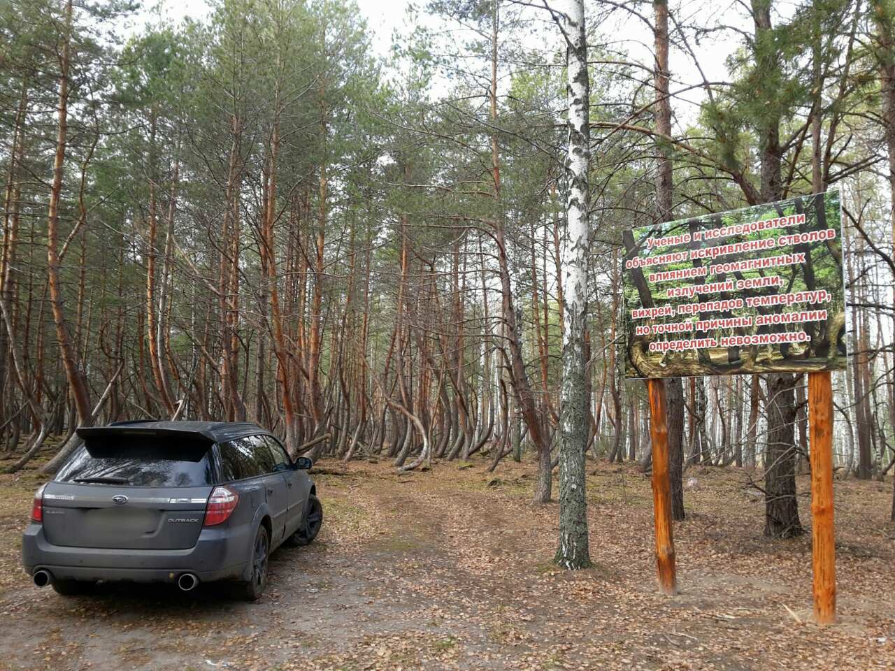 Пьяный лес в Шиловском районе Рязанской