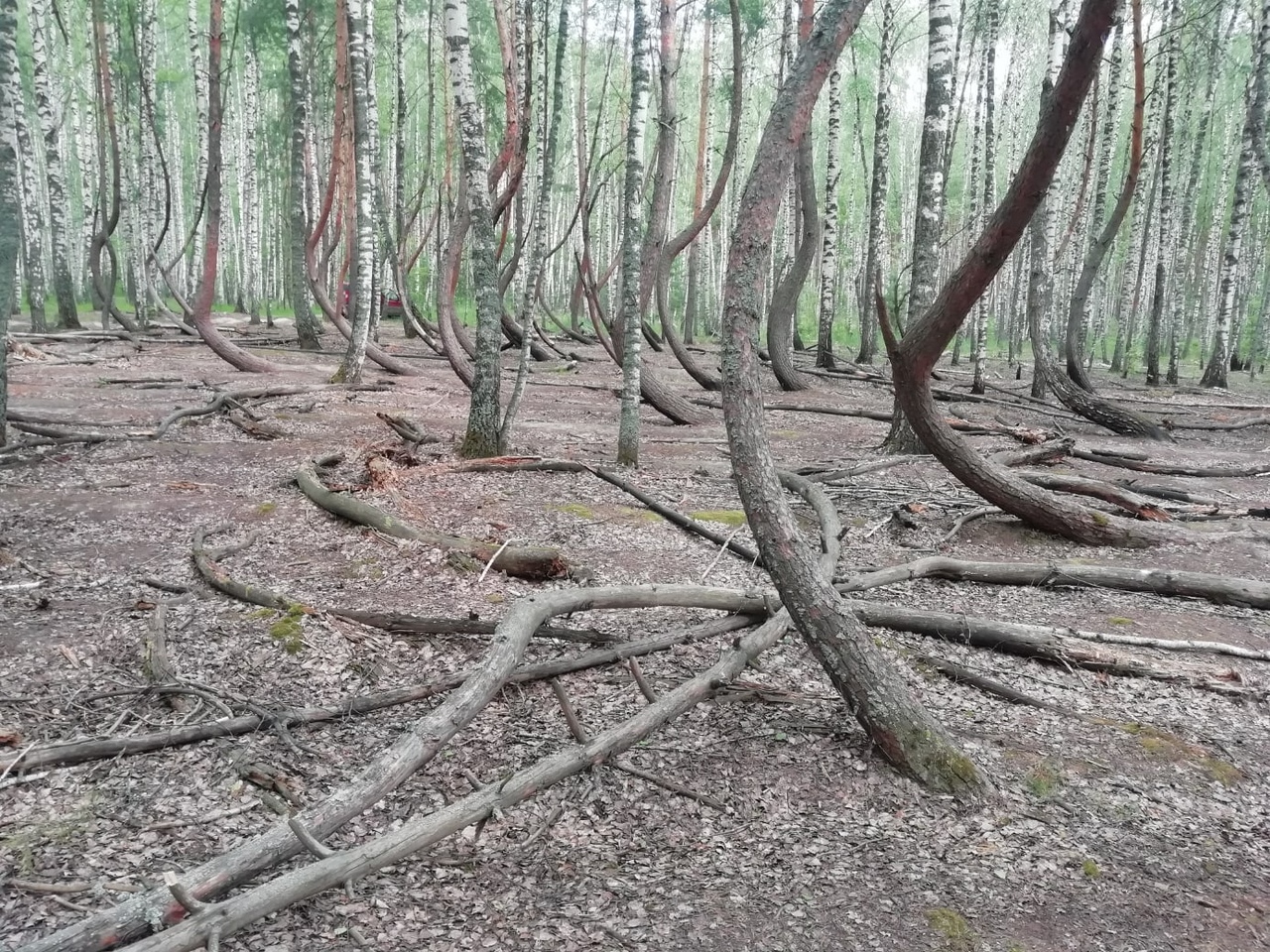 Пьяный лес — аномалия в Рязанской области