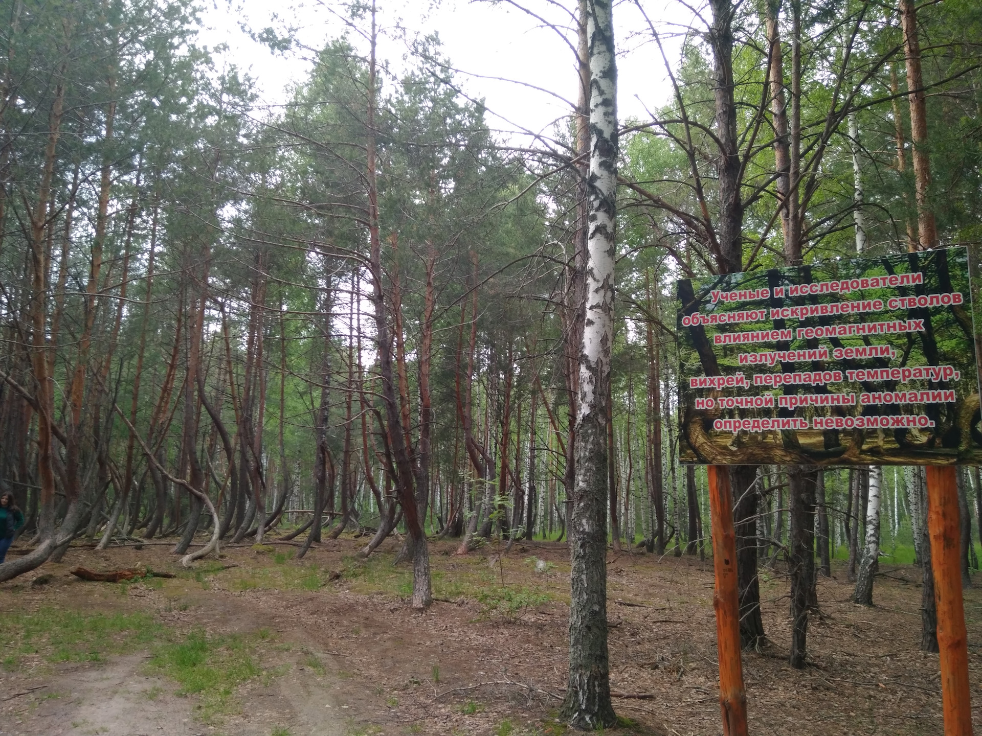 Танцующий лес Шилово