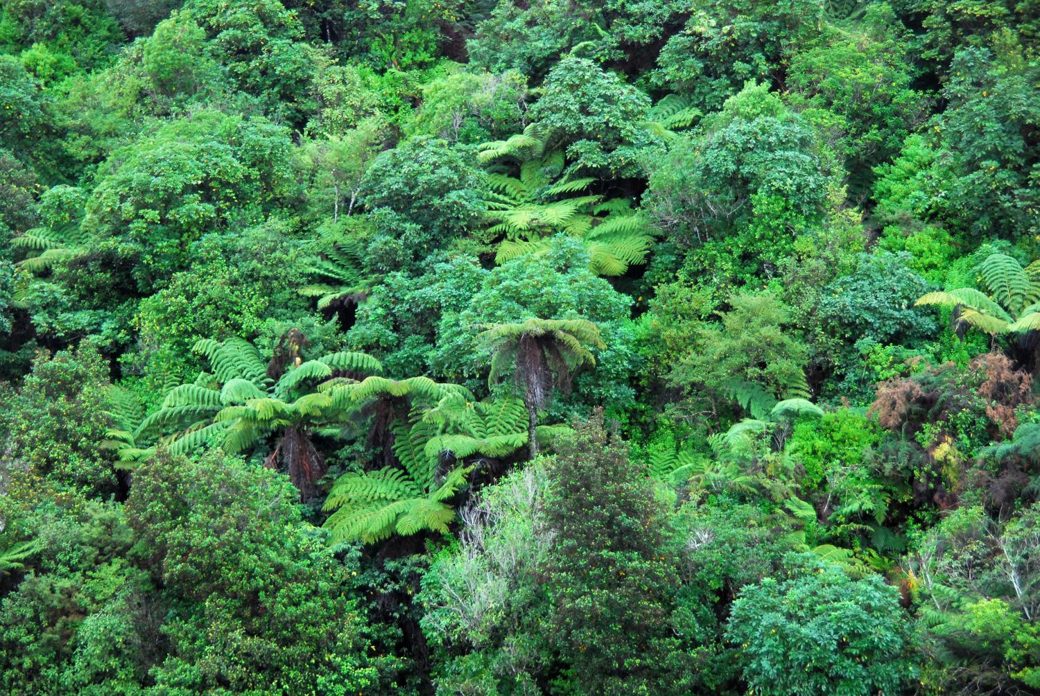 Дождевые тропические леса Евразии