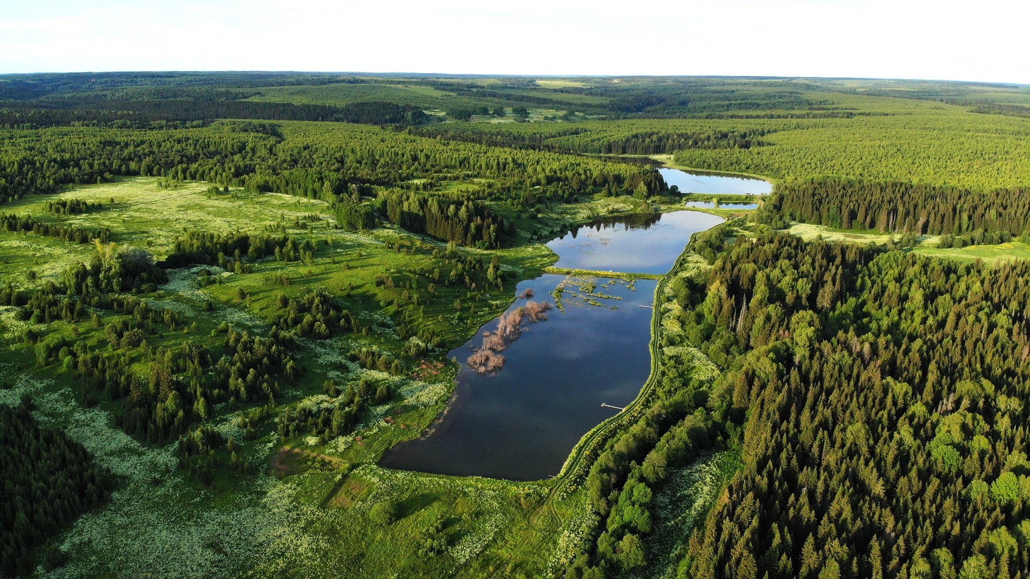 Вятские леса Кировская область
