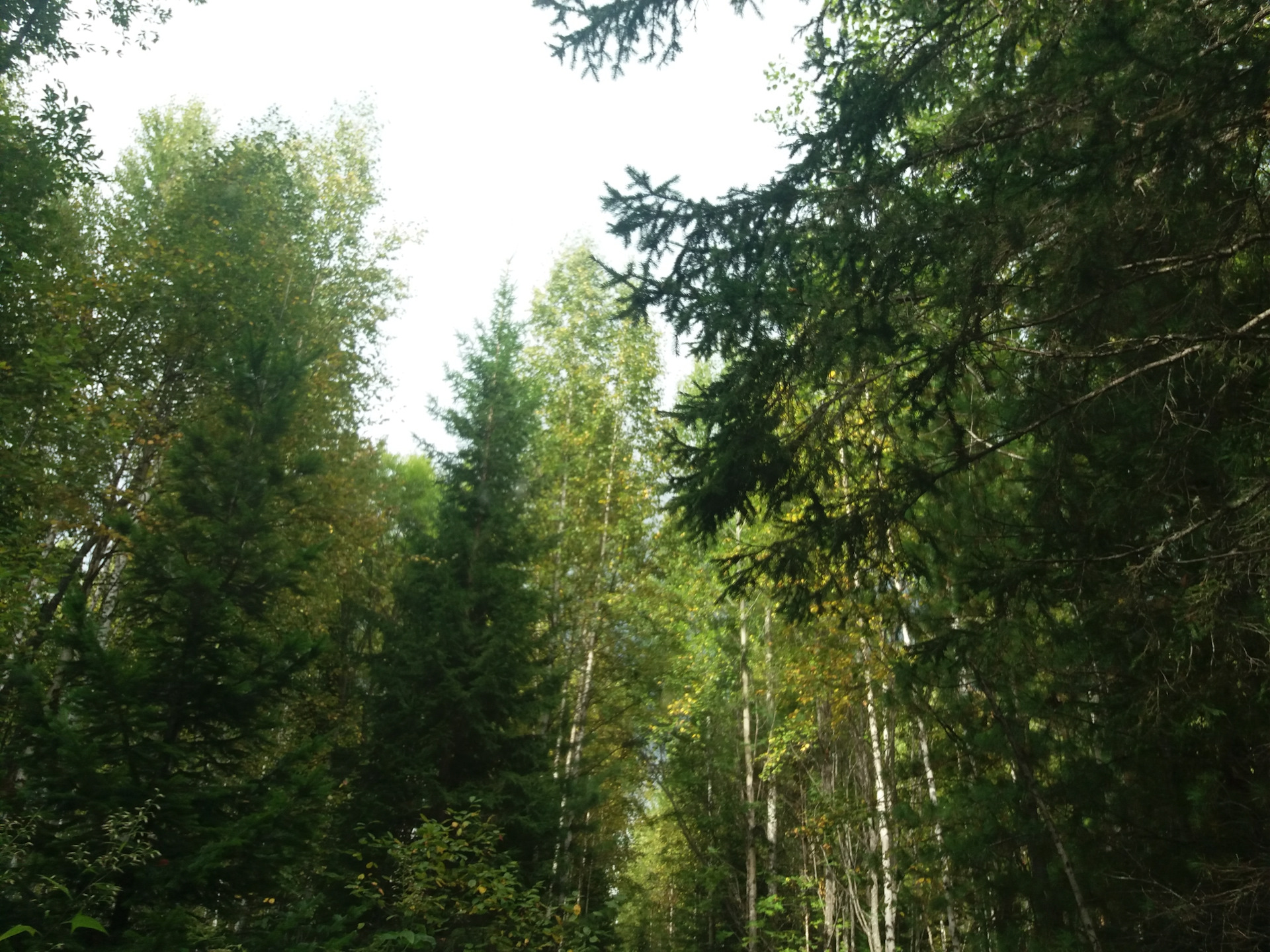 Кировский лес