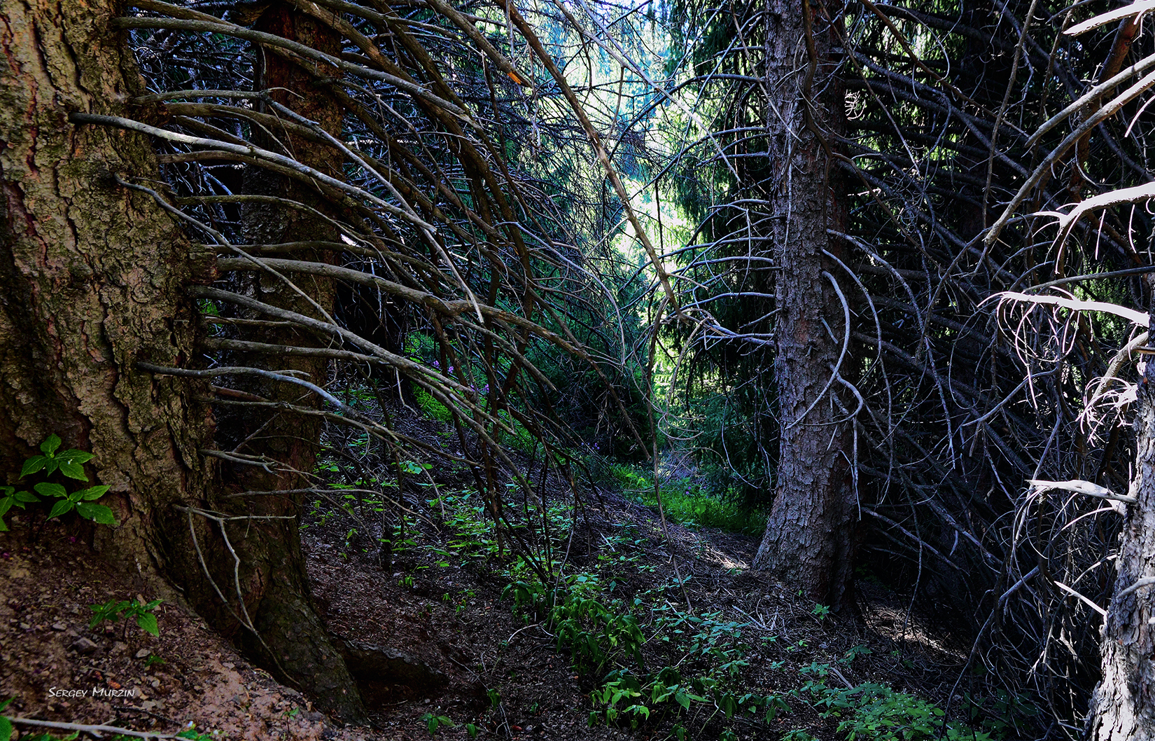Реликтовый лес Макмиллан