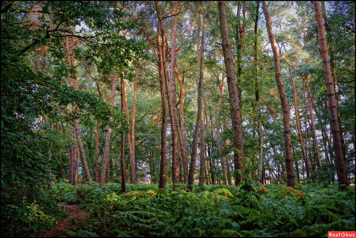Реликтовый лес Кисловодск