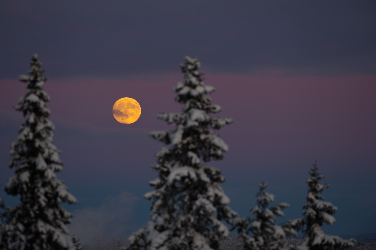 Луна над лесом зимой