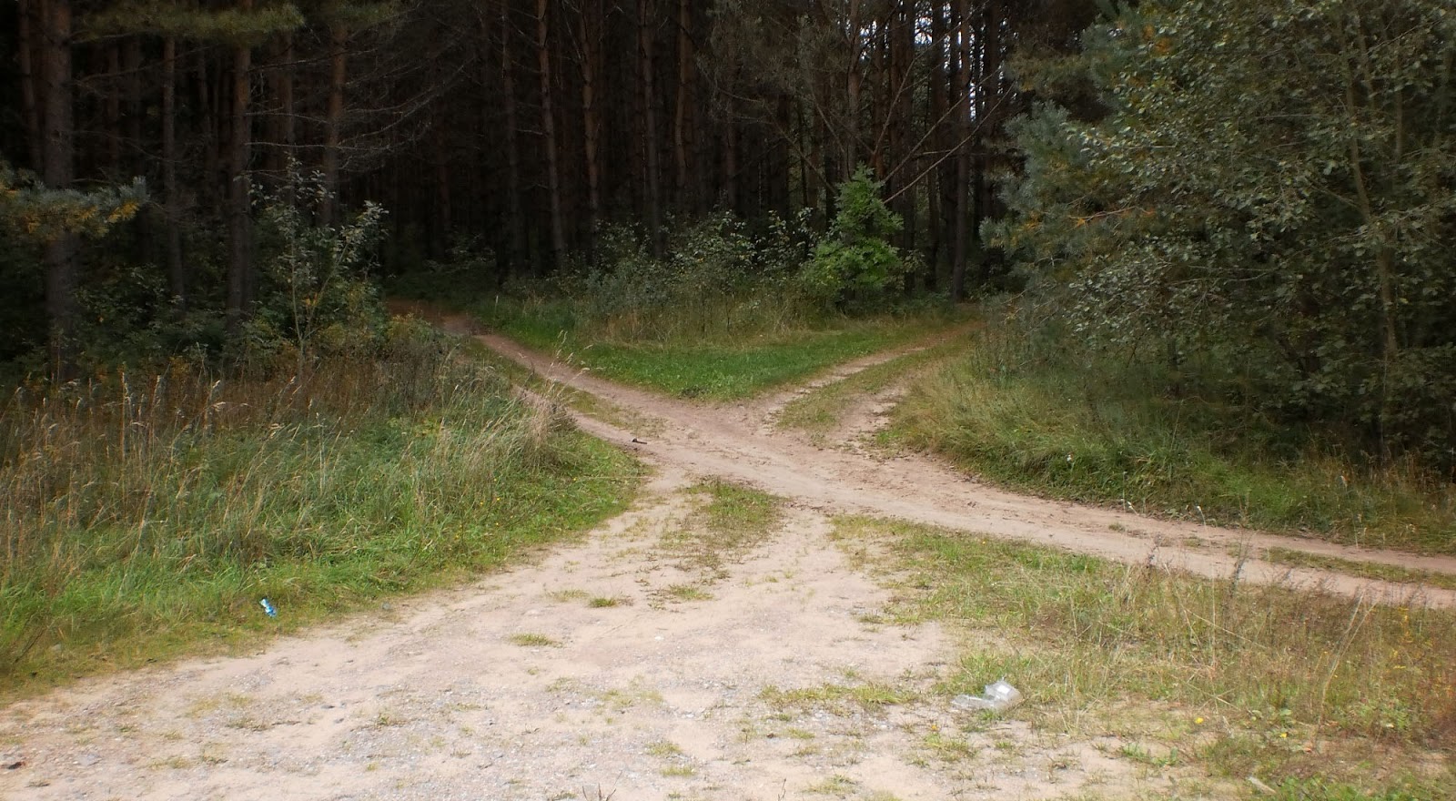 Развилка дороги в лесу
